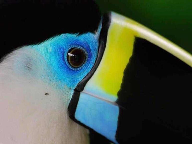 Animals of the amazon Tambopata