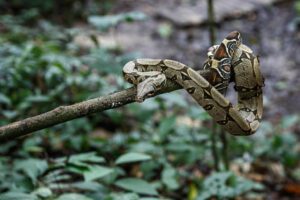 snake