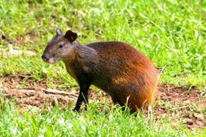 Amazon Exploration: Fishing Excursion in Tambopata 3D/2N 19 mammal