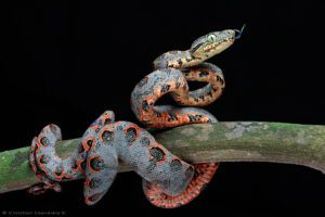 snake