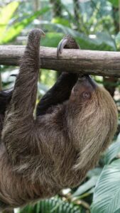 sloth