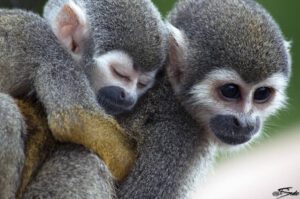 squirel monkeys