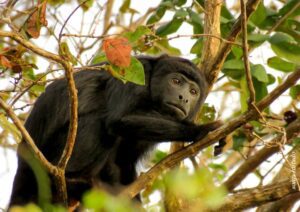 spider monkey