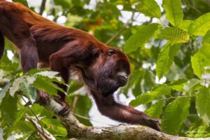howler monkey