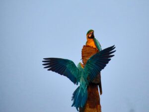 Wild Wonders: Peru Amazon Natives - Macaw Palm Lick- Lake 4 Days 7 Macaw Palm lick puerto maldonado and the amazon