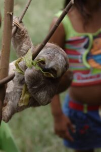 Amazon Exploration: Fishing Excursion in Tambopata 3D/2N 18 sloth Peruvian Amazon Rainforest