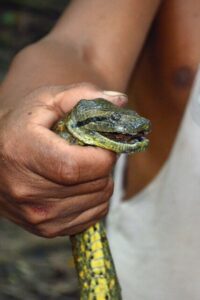 Inkaterra reserva amazonica ( Superior Suit) by Experts 18 snake puerto maldonado 3 day tour