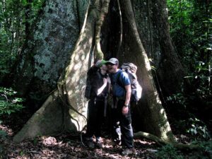 big tree