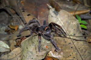 Amazon Exploration: Fishing Excursion in Tambopata 3D/2N 16 tarantula