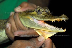 Amazon Exploration: Fishing Excursion in Tambopata 3D/2N 15 cayman