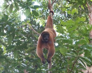 Tambopata National Reserve