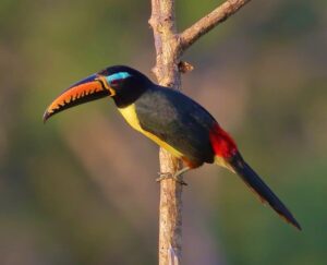 puerto maldonado amazonas tour