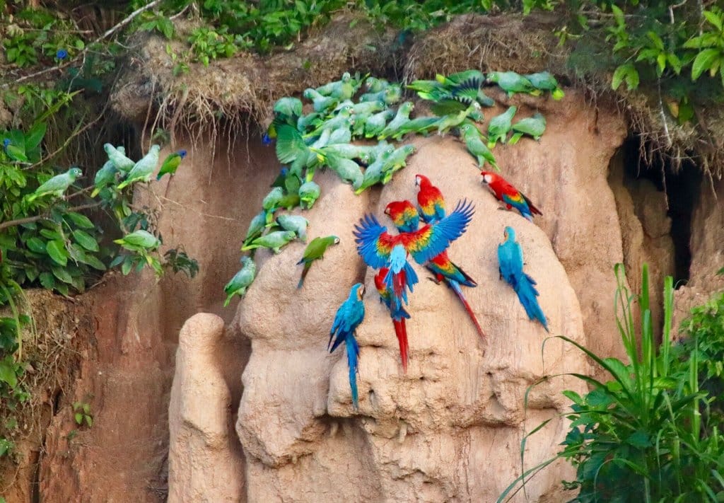 Macaw-clay-amazon-tour-Peru