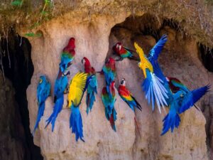 Macaw-clay-lick-Chuncho