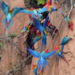 Macaw-clay-lick-Colorado