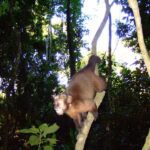 Monkey-island-Tambopata