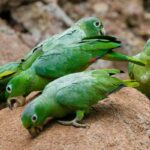 Parrots-clay-lick-Puerto-Maldonado