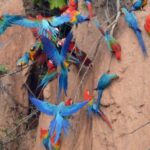 Tambopata-Macaw-2-Days-Amazon-Adventures-768x576