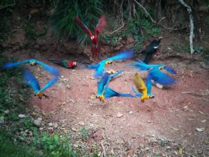 Tambopata-research-center-19