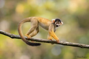 Amazon Exploration: Fishing Excursion in Tambopata 3D/2N 21 yelow-squirrel-monkey-on-tree-tambopata.jpg