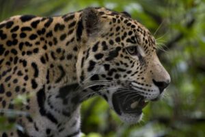 Macaw Clay Lick Tambopata 4 Day tour 27 Jaguar what to do in puerto maldonado