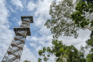 Discover new species with Tambopata research center team 5 Days 20 Canopy Tower puerto maldonado jungle tour
