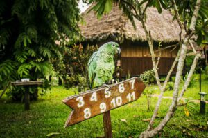 Unforgettable experience 4 days in the Amazon, Delux Lodge for less 5 amazon tours from puerto maldonado
