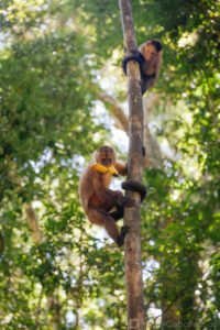 Unforgettable experience 4 days in the Amazon, Delux Lodge for less 12 monkey island peru