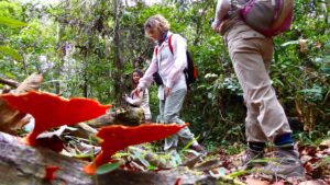 Discover new species with Tambopata research center team 5 Days 23 hiking in the amazon maldonado tours