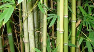 Discover new species with Tambopata research center team 5 Days 24 Bamboo trail maldonado tours
