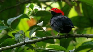Discover new species with Tambopata research center team 5 Days 26 Birding tambopata river