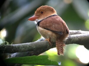 Discover new species with Tambopata research center team 5 Days 25 best amazon tours puerto maldonado Birding