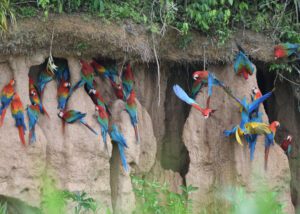 Discover new species with Tambopata research center team 5 Days 27 Chuncho Clay Lick tour puerto maldonado