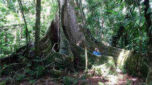 Discover new species with Tambopata research center team 5 Days 28 huge tree in amazon things to do in puerto maldonado