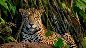 Discover new species with Tambopata research center team 5 Days 29 Jaguar parks in puerto maldonado