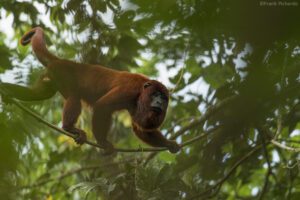 Discover new species with Tambopata research center team 5 Days 30 Monkey best amazon tours in peru