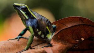 Discover new species with Tambopata research center team 5 Days 31 Creek Trail jungle tours puerto maldonado