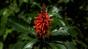 Discover new species with Tambopata research center team 5 Days 34 amazon jungle tours peru puerto maldonado red flower