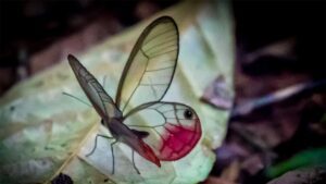 Discover new species with Tambopata research center team 5 Days 36 butterflies puerto maldonado amazon