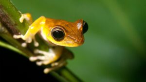 Discover new species with Tambopata research center team 5 Days 37 TRC - Night Walk peru amazon tours puerto maldonado