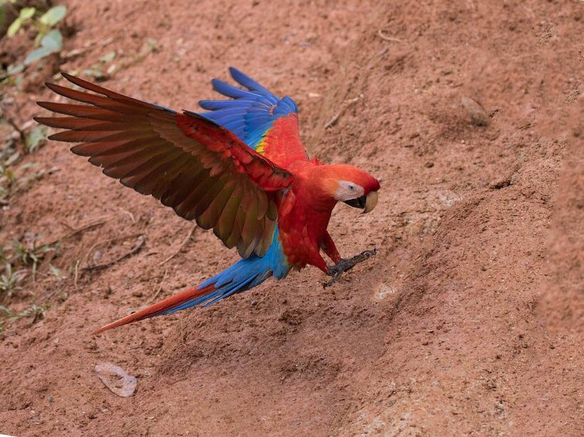 Beautifull macaw in Amazon Parrots Clay Lick