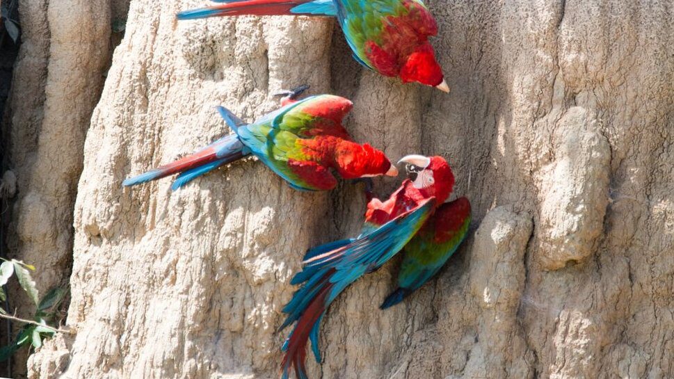 Amazon Parrots