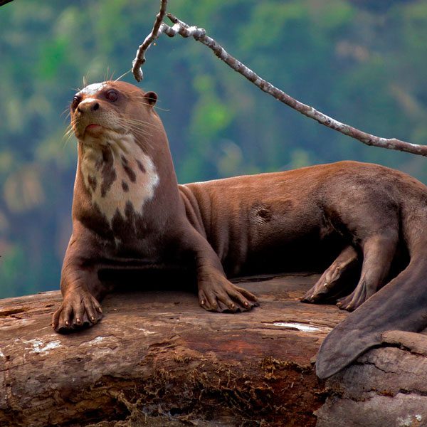 🌿Peruvian Amazon: A Life-Changing Adventure Awaits 🇵🇪🐾 28 Giant otter lying on a log in Peru Amazon
