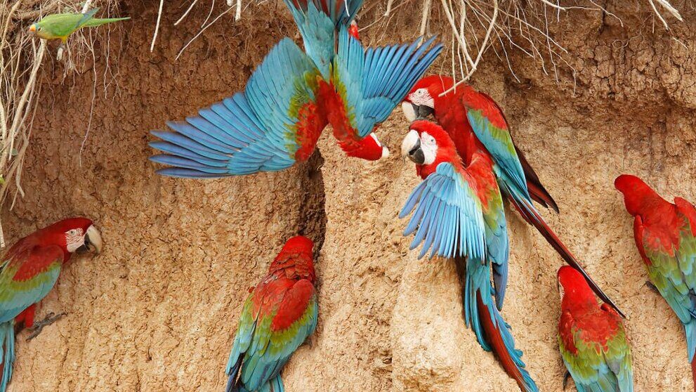 Why Do Macaws Eat Clay? The Colorful Secret Behind This Unusual Behavior 1 a group of colorful Macaws Eating Clay
