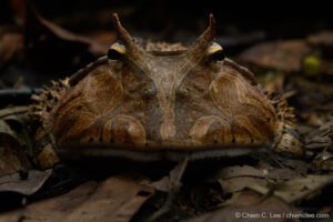 Amazon Horned Frog