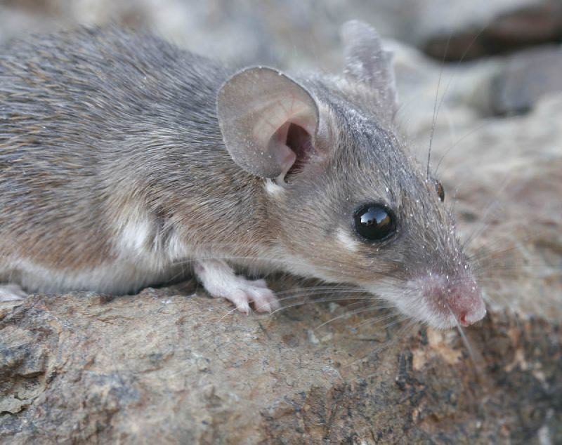 Ratón Espinoso: Un Roedor Remarkable de Ciencia y Supervivencia 2 ratón espinoso amazónico