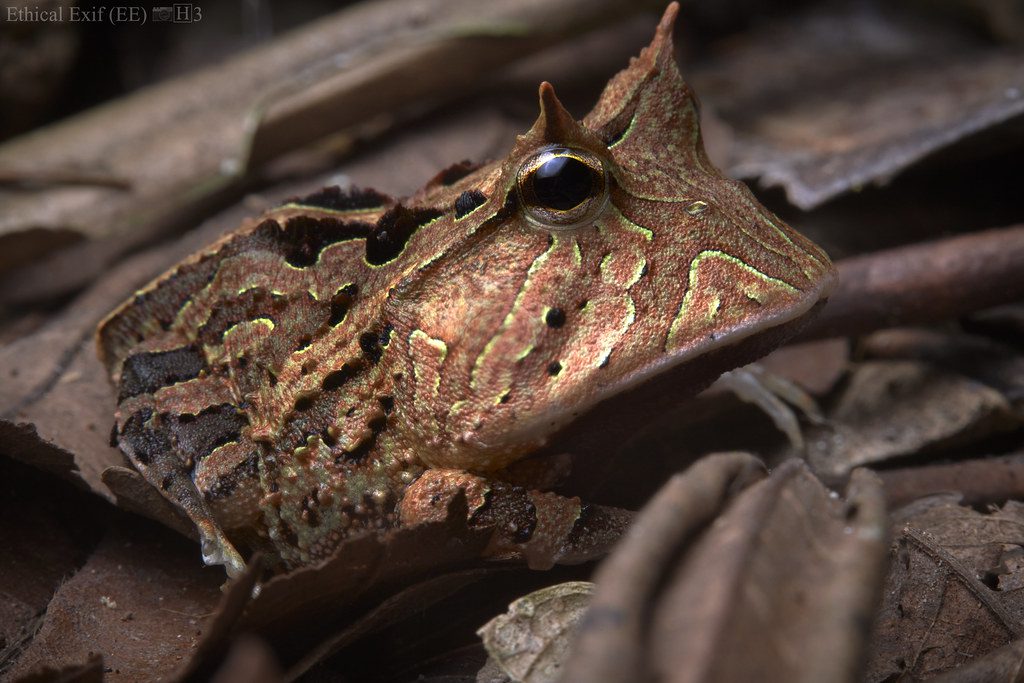 La rana cornuda del Amazonas: Un maestro del camuflaje y la emboscada. 1 Rana cornuda amazónica