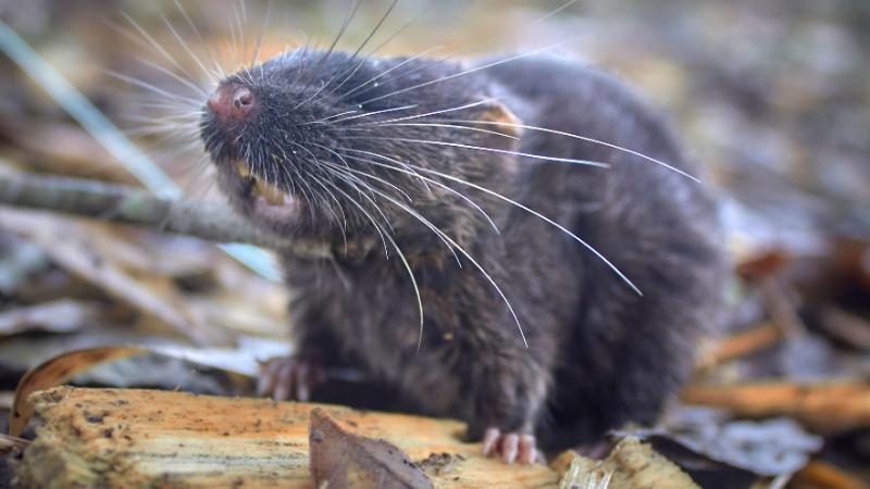 The Amphibious Mouse: A Surprising Swimmer in the Amazon 1 Amphibious Mouse in the Amazon