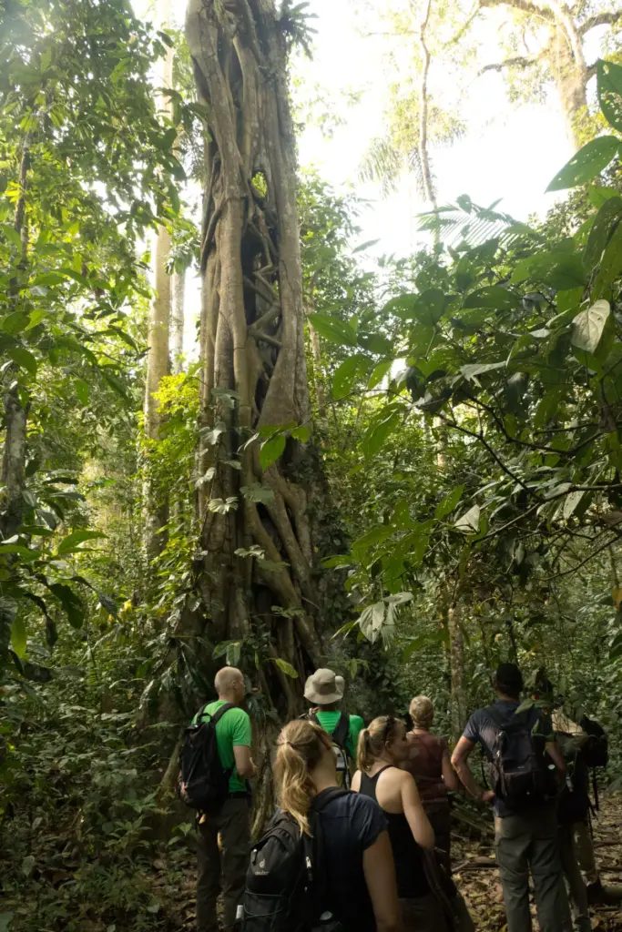 Exploring Tambopata: Your Ultimate Guide to Must-Visit Spots in Peru's Amazon Jungle 14 Must-Visit Spots in tambopata big tree with tourist near it