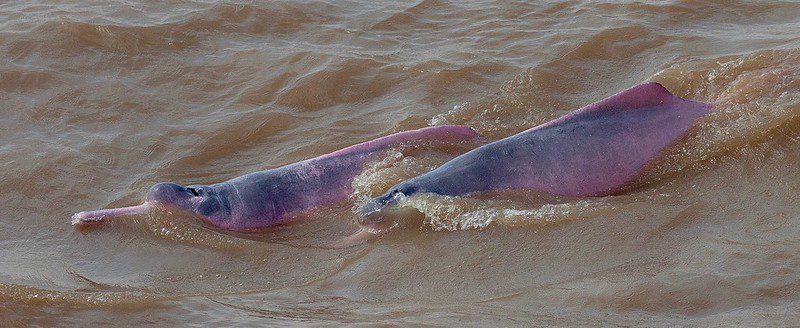 Delfín del Amazonas: El Enigmático Guardián Rosa del Río 1 amazon dolphins